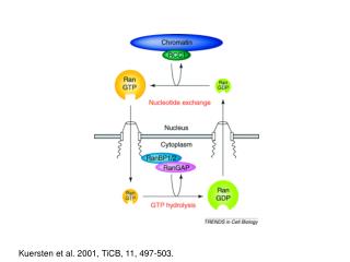 Kuersten et al. 2001, TiCB, 11, 497-503.