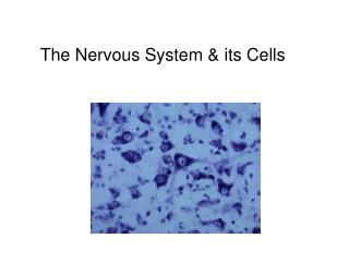 The Nervous System &amp; its Cells