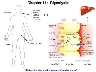 Chapter 11: Glycolysis