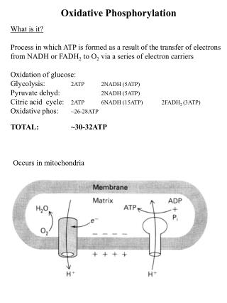 Oxidative Phosphorylation