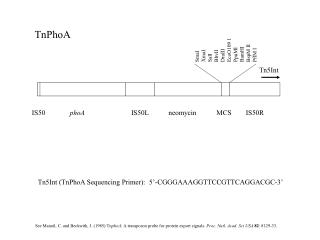 Tn5Int (TnPhoA Sequencing Primer): 5’-CGGGAAAGGTTCCGTTCAGGACGC-3’