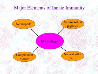 Macrophages