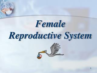 Female Reproductive System