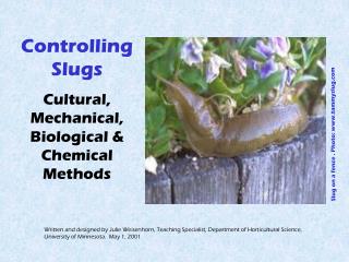 Controlling Slugs Cultural, Mechanical, Biological &amp; Chemical Methods
