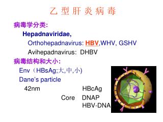 乙 型 肝 炎 病 毒