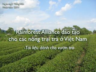 Rainforest Alliance đào tạo cho các nông trại trà ở Việt Nam