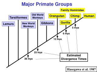 Major Primate Groups