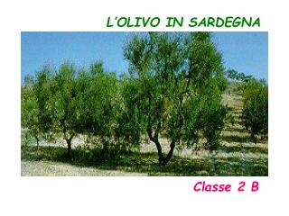 L’OLIVO IN SARDEGNA