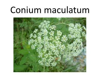 Conium maculatum