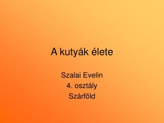 A kutyák élete