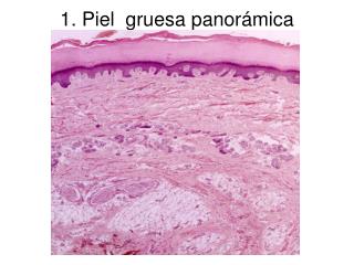 1. Piel gruesa panorámica