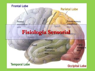 Fisiología Sensorial