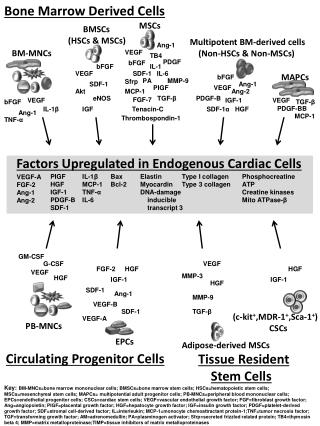 Bone Marrow Derived Cells