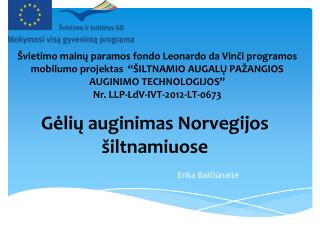 G ėlių auginimas Norvegijos šiltnamiuose