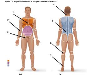 Figure 1.7 Regional terms used to designate specific body areas.