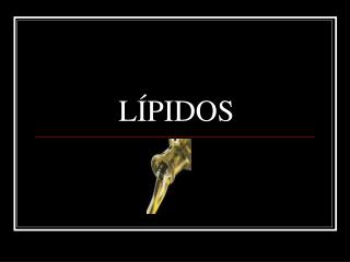 LÍPIDOS