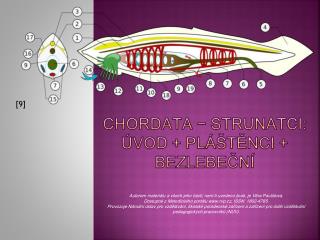 CHORDATA − STRUNATCI: úvod + pláštěnci + bezlebeční