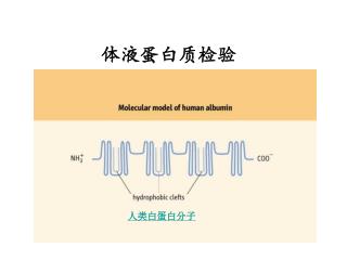 体液蛋白质检验