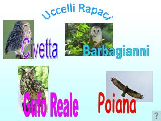 Civetta