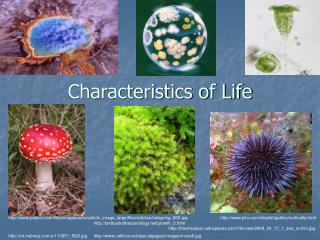 Characteristics of Life