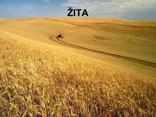 ŽITA