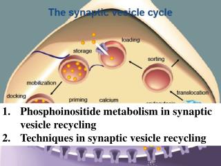 Phosphoinositide metabolism in synaptic vesicle recycling Techniques in synaptic vesicle recycling