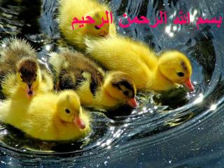 بسم الله الرحمن الرحیم