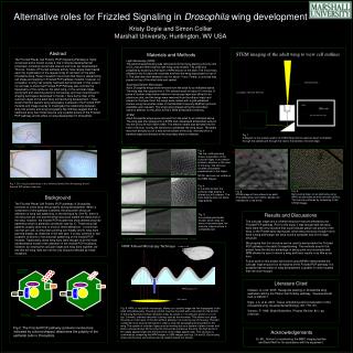 Alternative roles for Frizzled Signaling in Drosophila wing development