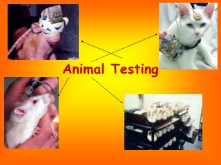 Animal Testing