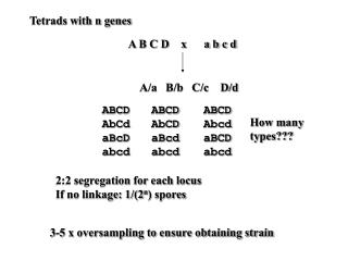 Tetrads with n genes