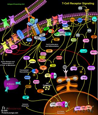 T-Cell Receptor Signaling