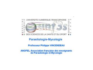 DERMATOPHYTOSES Pr P. Vincendeau