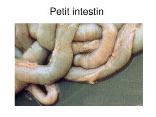 Petit intestin