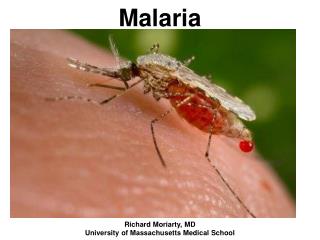 Malaria