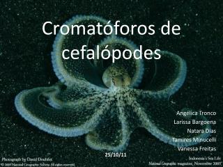 Cromatóforos de cefalópodes