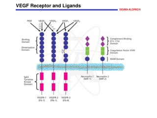 VEGF Receptor and Ligands