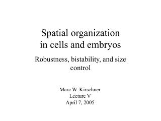 Spatial organization in cells and embryos