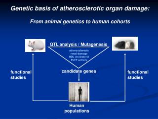 QTL analysis / Mutagenesis