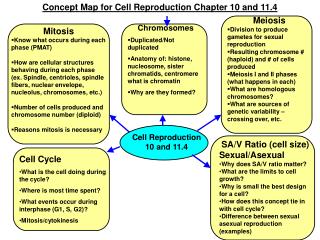 Mitosis Know what occurs during each phase (PMAT)