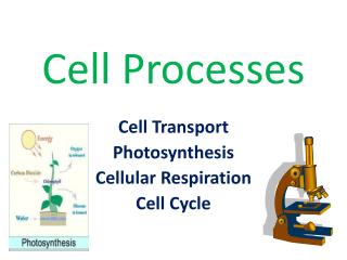 Cell Processes