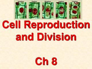 Cell Reproduction and Division Ch 8