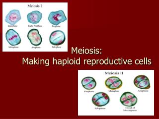 Meiosis: Making haploid reproductive cells