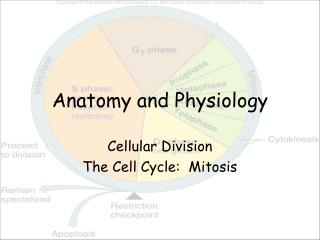 Anatomy and Physiology