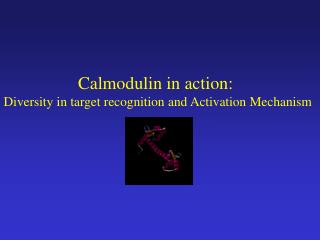 Calmodulin in action: Diversity in target recognition and Activation Mechanism