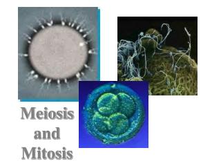 Meiosis and Mitosis