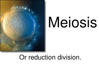 Meiosis