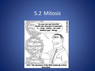 5.2 	Mitosis