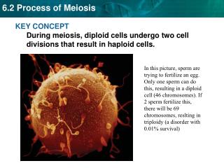 Quick review: identify this stage of the diploid cell cycle.