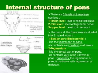 Internal structure of pons