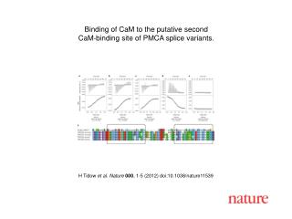 H Tidow et al. Nature 000 , 1-5 (2012) doi:10.1038/nature11539